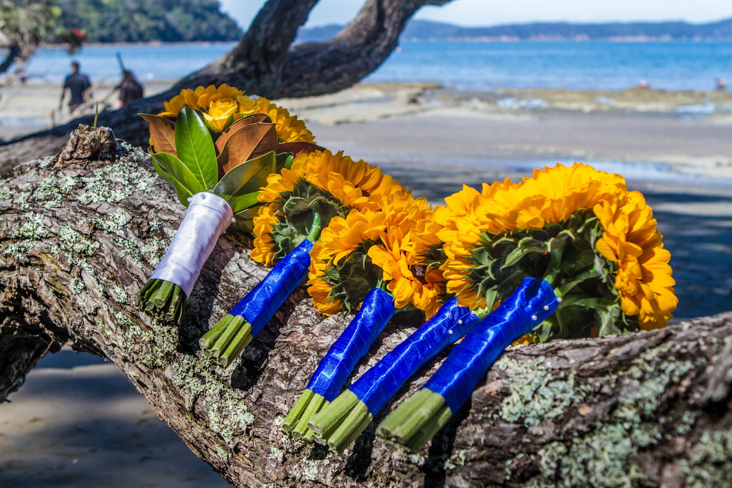 4e81806331216fb4092209fbba66c922